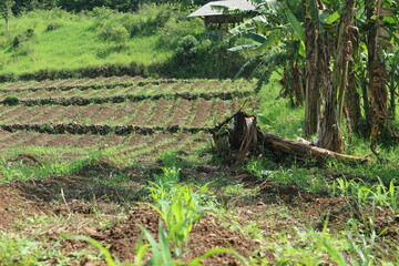 newly planted corn field a few weeks old