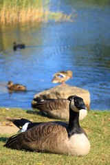 Obraz premium カナダガンとマガモ