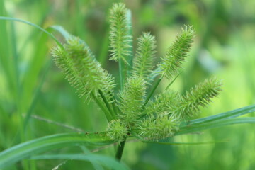 Closeup Cyperus rotundus or grass bean or 