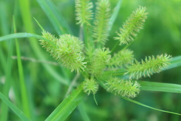 Closeup Cyperus rotundus or grass bean or 