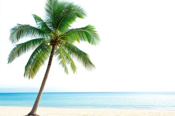 Obraz premium Palm tree on serene beach with clear blue water and white sand, peaceful isolated scene.