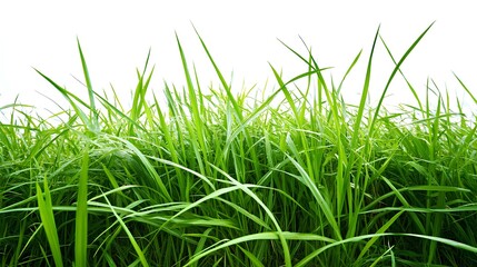 Naklejka premium Lush Green Grass Blades Against a White Background