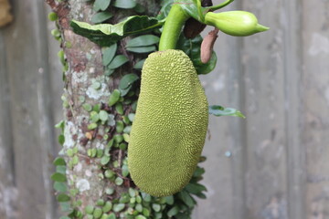 This photo captures the freshness and potential of young jackfruit, which promises the delicious culinary delights of Garut, West Java.