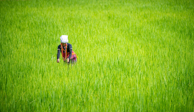 elders woman working in a lush green field, likely a rice paddybackground features terraces of green plants, creating and vibrant agricultural scene that highlights traditional farming practice.
