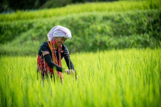 elders woman working in a lush green field, likely a rice paddybackground features terraces of green plants, creating and vibrant agricultural scene that highlights traditional farming practice.