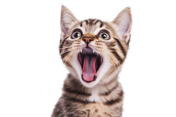 A playful kitten with an open mouth, showcasing surprise and curiosity against a white isolated background.