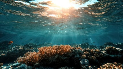 Obraz premium Sunbeams Through Coral Reef