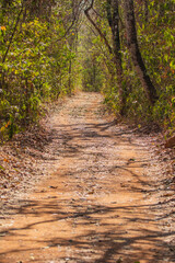 Obraz premium Beautiful track on Brazilian Savanah