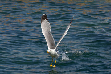 Möwe