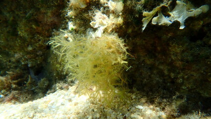 Brown algae forkweed or doubling weed (Dictyota dichotoma) undersea, Aegean Sea, Greece, Halkidiki, Kakoudia beach