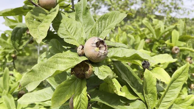Medlar, Mespilus, germanica