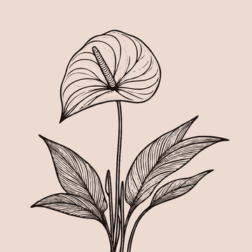 black line art anthurium plant clip art preview