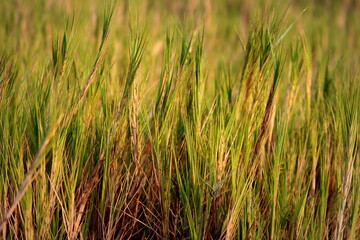 Sunset with grass