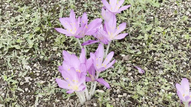 Colchicum cilicium