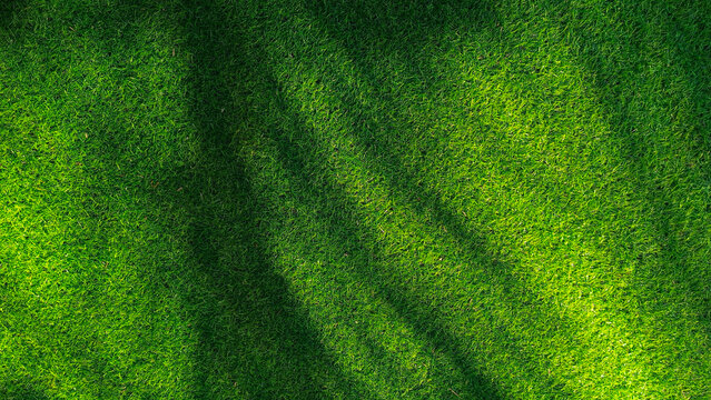 Green grass background, top view background of garden bright grass concept used for making green backdrop,