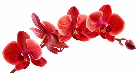 A cluster of red orchids on a stem with white background.