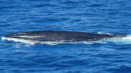 Fototapeta premium A large, black whale swims through the ocean. The whale is sleek and smooth with a long body. The water is blue and there are whitecaps.