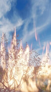 burning bush bible vertical video