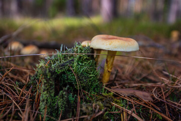 mushroom in the forest