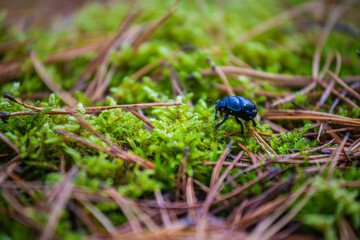 blueberries in the forest