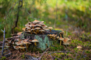 mushrooms in the forest