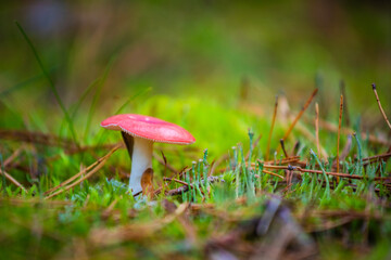mushroom in the grass