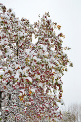 Bright colorful crown of fall wild apple tree with red fruits under first snowfall in october in october. Red wild apples, multicolored leaves with white fluffy snow covered. Weather forecast concept