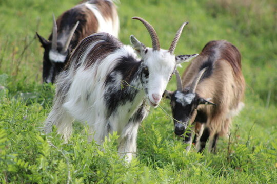 mouton, brebis, ch&egrave;vre, caprin, carpinid&eacute;, &eacute;co-p&acirc;turage, pa&icirc;tre, 