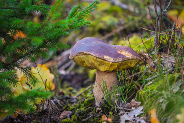 mushroom in the forest