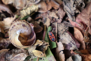 Gendarme et coquille d'escargot