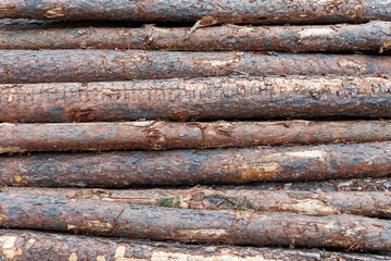 Exploitation forestière