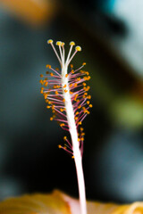 Hibiscus pollen, vital for plant reproduction,which have Rich in nutrients, it's often used in herbal remedies and medicine, offering potential health benefits. Close up image of polen.