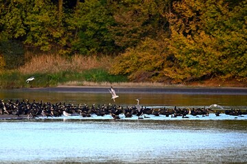 Ptasie sejmiki. Stada kormoranów grupują się przed odlotem do ciepłych krajów na piaszczystych wysepkach Wisły