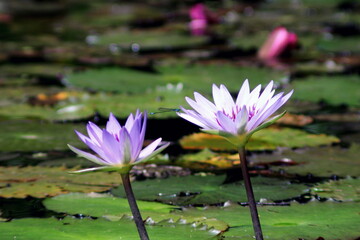 pink lotus flower