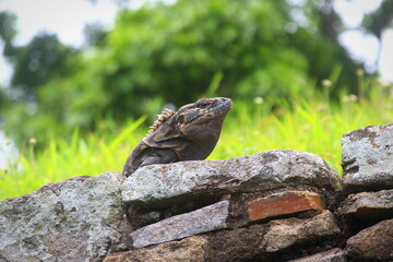 iguana on the rock