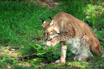 lynx in the grass