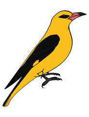 Golden Oriole Illustration