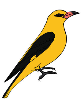 Golden Oriole Illustration