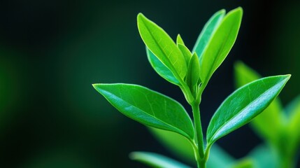 Obraz premium New leaves unfurling on a tree branch, symbolizing growth and renewal
