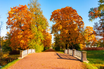Autumn foliage in Alexander park, Pushkin (Tsarskoe Selo), St. Petersburg, Russia