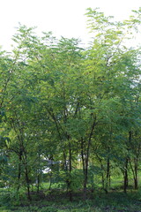 A group of trees