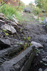 A log with moss growing on it