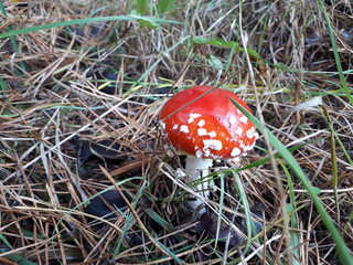 fly agaric mushroom