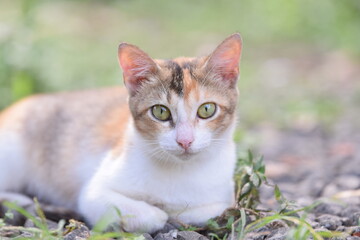 Cute cat with sharp eyes