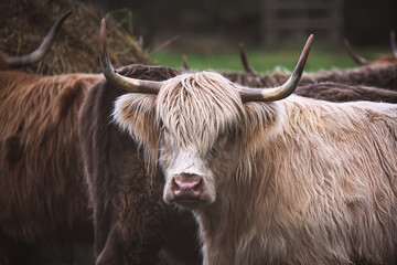Highland Cow Stare Down