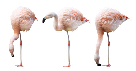 three pink flamingo standing on one leg