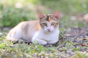 Cute cat with sharp eyes