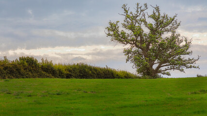A beuatiful tree in Gloucestershtre
