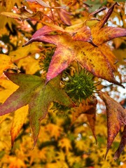 Fototapeta premium Herbst