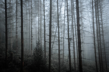 Detailed view of dead spruce forest in Germany